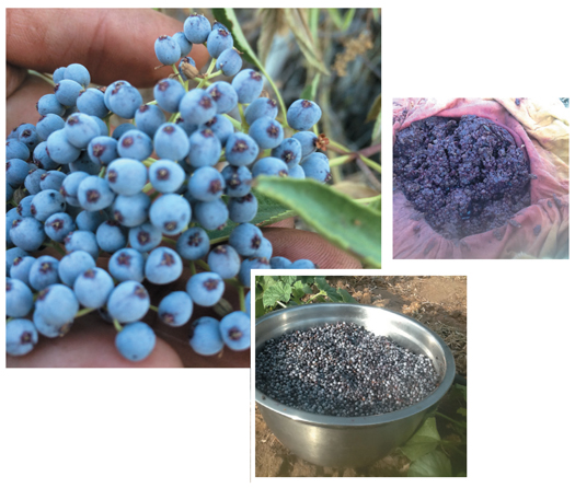 Elderberries